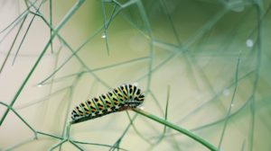 Watch this Cute #Caterpillar Video!