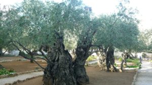 Can You Score 100% on the Word Search Game – “The Garden of Gethsemane?”