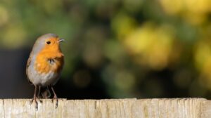 Word of the Day – Robin