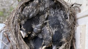 Baby Robins