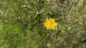 Dandelion Salad