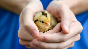 Chickens – Did You Know? Chickens – Did You Know?