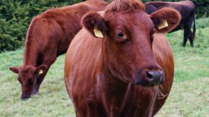 Red Heifer prophecy