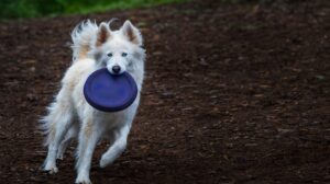 Puppy Bowl game with Turning Point Halftime Show