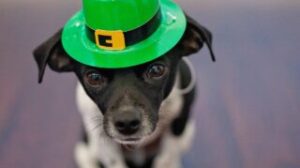 St. Patricks Day wordsearch