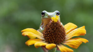 Spring Jigsaw Puzzle